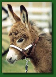 Lot #32 ~ Perfection's Red Sedona