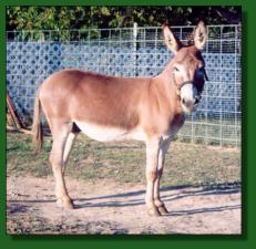 Sunset Acres Rustico - Lot #38