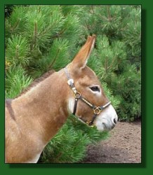 My World Santana, dark red (sorrel) miniature donkey herd sire