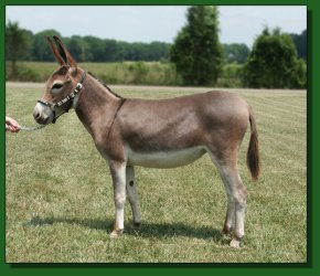 Half Ass Acres She Bangs ~ July 3rd, 2005