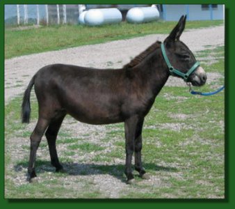 Heiken's Ark Suzie LB ~ Lot #33