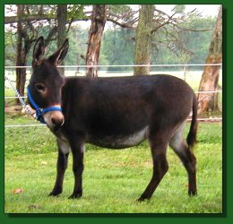 Lot #36 ~ Maxwell Ridge Truly Divine