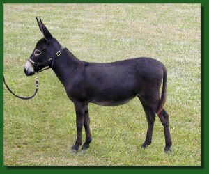 Lot # 62 ~ The Elms Unity