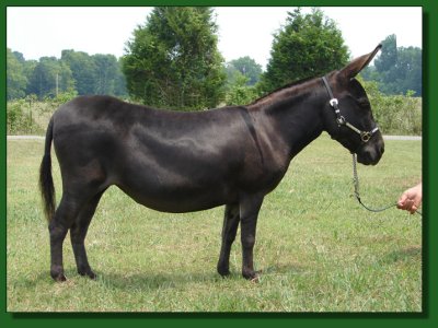 MGF Venus Mink ~ Lot #50