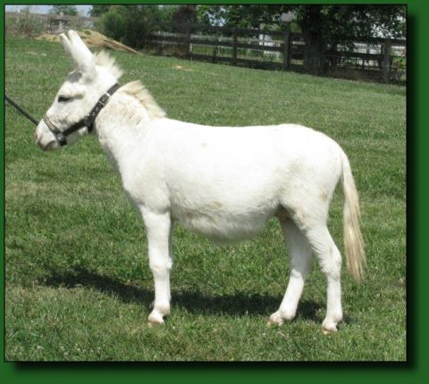 The Elms White Lightening