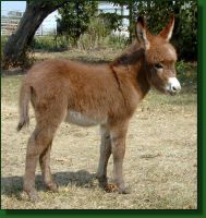 The Elms Fifty's Foxy Lady