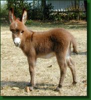 The Elms Fifty's Foxy Lady